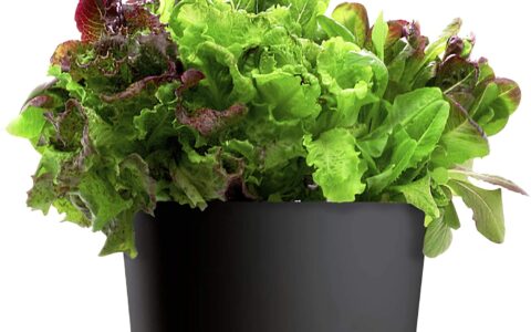 自己种蔬菜，超简单！多款 AeroGarden  室内蔬菜种植套装特卖+包邮！送种子！